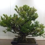 Demo Day 1 - taxus and juniper 002
