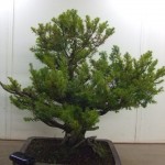 Demo Day 1 - taxus and juniper 005