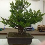 Demo Day 1 - taxus and juniper 010