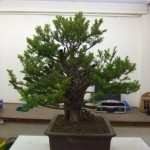 Demo Day 1 - taxus and juniper 011
