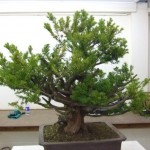 Demo Day 1 - taxus and juniper 012
