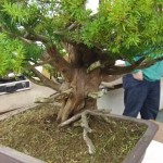 Demo Day 1 - taxus and juniper 016