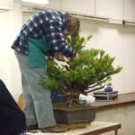 Demo Day 1 - taxus and juniper 017