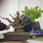 Demo Day 1 - taxus and juniper 020