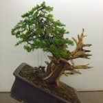 Demo Day 1 - taxus and juniper 038