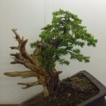 Demo Day 1 - taxus and juniper 041