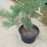 scots pine 2 day 1 (533x800)