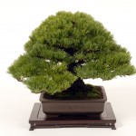 Bonsai Trees 813