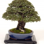 Bonsai Trees 817